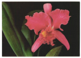 3D-AK Blüte Einer Rosanen Orchidee  - Photographs