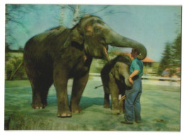3D-AK Elefantenmutter Mit Jungem Und Wärter  - Photographs
