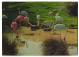 3D-AK Rosane Und Weisse Flamingos Beim Trinken  - Fotografía