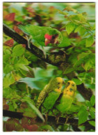 3D-AK Wellensittiche Und Papagei Auf Einem Baum  - Photographie