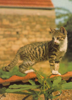 ANIMAUX  CHAT - Katten