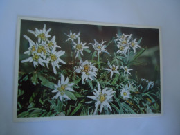 SWITZERLAND   POSTCARDS ALPIS  FLOWERS   MORE PURHASES 10% DISCOUNT - Other & Unclassified