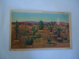 SOUTH AFRICA   POSTCARDS  CACTUS  THE CIANT PROTEA CYNAROIDES    MORE  PURHASES 10% DISCOUNT - Sud Africa