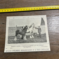 1908 PATI REMARQUABLES DE LA RACE CHEVALINE Jument Et Poulain Russelle Caswell Fast Dunsby, - Collezioni
