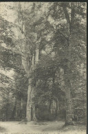 Forêt De Fontainebleau - Le Pharamond - (P) - Fontainebleau