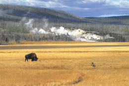 USA WY YELLOWSTONE - Paraguay