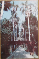 EGYPT ASWAN BOTANICAL GARDENS CARTE POSTALE POSTKARTE CARD KARTE POSTCARD CARTOLINA ANSICHTSKARTE - Assouan