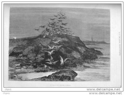 Wildenten - Canards - Alter Stich 1883 - Gravure Riou - Stiche & Gravuren