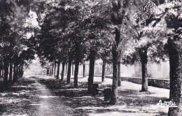 89 - Yonne - JOUX La VILLE -  Les Promenades - Sonstige & Ohne Zuordnung