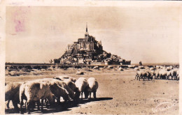 50 -  Moutons Aux Paturages Au Pied Du MONT SAINT MICHEL - Le Mont Saint Michel