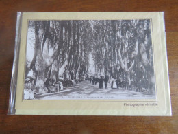 PERIGNAN - Promenadedes Platanes (carte Qui S'ouvre Pour Corespondance) Avec Enveloppe - Perpignan
