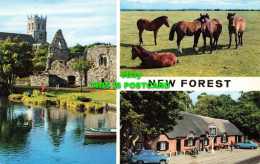 R581600 New Forest. Christchurch Priory. New Forest Ponies And The Cat And Fiddl - Monde