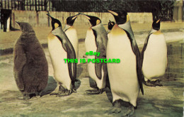 R581911 King Penguins. Zoological Society Of London. Natural Colour Series - Sonstige & Ohne Zuordnung