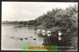 OOSTVOORNE ROCKANJE Brede Water Met Fouragerende Zwanen 1959  - Autres & Non Classés