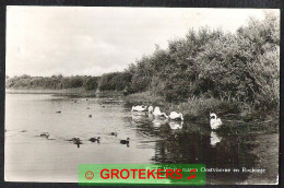 OOSTVOORNE ROCKANJE Brede Water Met Fouragerende Zwanen 1959  - Otros & Sin Clasificación