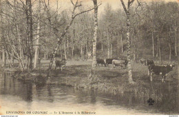 16 ENVIRONS DE COGNAC L'ANTENNE A LA BILLARDERIE TROUPEAU DE VACHES - Cognac