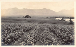 Hawaii - Pineapple Farm - REAL PHOTO - Publ. Unknown  - Other & Unclassified
