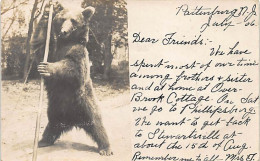 PATTENBURGH (N.J.) - Dancing Bear - Montreur D'Ours - REAL PHOTO Year 1906. - Andere & Zonder Classificatie