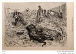 Tiger Jagd - Chasse Au Tigre  - Alter Druck 1883 - Gravure S. Riou - Estampas & Grabados