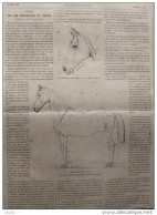 étude Sur Les Proportions Du Cheval - Page Original - 1883 - 1 - Historische Dokumente