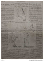 étude Sur Les Proportions Du Cheval - Page Original - 1883 - 2 - Documents Historiques