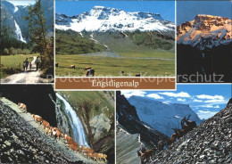 11863944 Adelboden Engstligenalp Kuehe Ziege Kuehe Alpen Adelboden BE - Other & Unclassified