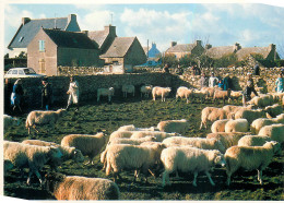 ILE D OUESSANT MOUTONS 9(scan Recto Verso)MF2721 - Ouessant