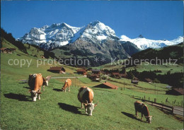 11856551 Adelboden Viehweide Am Stiegelschwand Grosslohner Tschingelochtighorn A - Autres & Non Classés