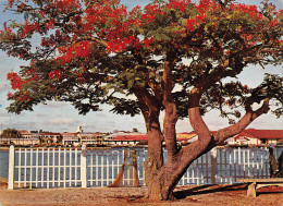 MADAGASCAR Flamboyants MAJUNGA Antananarivo Tananarive 12 (scan Recto Verso)MF2722TER - Madagascar