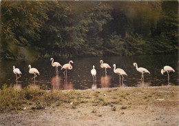 Parc Animalier De St Symphorien Des Monts 12(scan Recto Verso)MF2737 - Saint Hilaire Du Harcouet