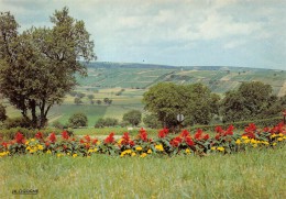 SANCERRE Panorama Sur Les Vignobles 13 (scan Recto Verso)MF2752BIS - Sancerre