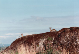 Tanzania 1994, Tipo Di Animale, Safari, Fotografia Epoca, Vintage Photo - Places