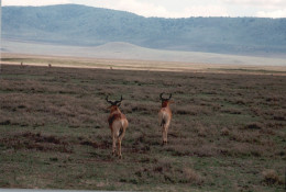 Tanzania 1994, Tipo Di Animale, Safari, Fotografia Epoca, Vintage Photo - Places