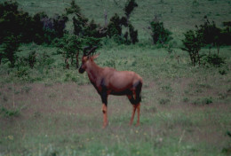 Tanzania 1994, Tipo Di Animale, Safari, Fotografia Epoca, Vintage Photo - Places