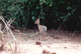 Tanzania 1994, Tipo Di Animale, Safari, Fotografia Epoca, Vintage Photo - Places