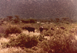 Tanzania 1994, Gnu, Animali, Safari, Fotografia Epoca, Vintage Photo - Places