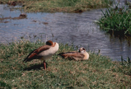 Tanzania 1994, Lake Manyara, Birdwatching, Foto Epoca, Vintage Photo - Places