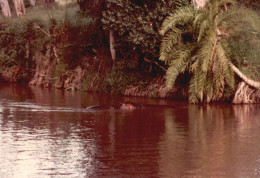 Tanzania 1994, Ippopotamo In Acqua, Safari, Foto Epoca, Vintage Photo - Places