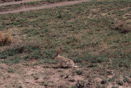 Tanzania 1994, Lepre, Animali, Safari, Fotografia Epoca, Vintage Photo - Places