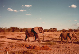 Tanzania 1994, Elefanti, Animali, Safari, Fotografia Epoca, Vintage Photo - Places