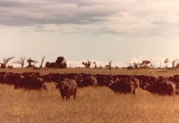 Tanzania 1994, Gnu, Animali, Safari, Fotografia Epoca, Vintage Photo - Places