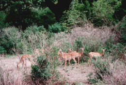 Tanzania 1994, Antilopi, Animali, Safari, Fotografia Epoca, Vintage Photo - Places