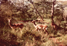 Tanzania 1994, Antilopi, Animali, Safari, Fotografia Epoca, Vintage Photo - Places