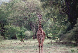 Tanzania 1994, Giraffa, Animali, Safari, Fotografia Epoca, Vintage Photo - Places