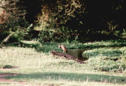 Tanzania 1994, Lake Manyara, Uccello, Fotografia Epoca, Vintage Photo - Places