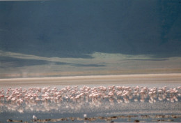 Tanzania 1994, Lake Manyara, Fenicotteri, Fotografia Epoca, Vintage Photo - Places