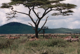 Tanzania 1994, Zebre, Animali, Safari, Fotografia Epoca, Vintage Photo - Places