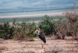 Tanzania 1994, Lake Manyara, Uccello, Fotografia Epoca, Vintage Photo - Places