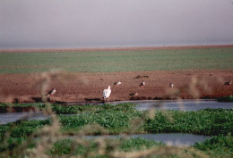 Tanzania 1994, Lake Manyara, Uccello, Fotografia Epoca, Vintage Photo - Places