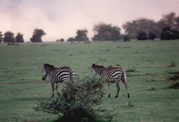 Tanzania 1994, Zebre, Animali, Safari, Foto Epoca, Vintage Photo - Places